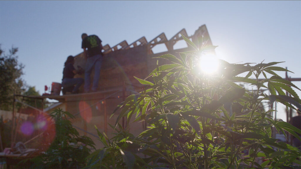 sun flare coming through a hemp plant with a house build in background